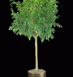 ficus-tree-high-light-plant