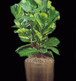 fiddle-leaf-fig-high-light-plant