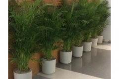 ficus-trees