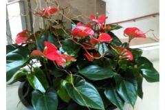 indoor-planter