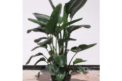 interior-plant-2