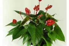 interior-plant-3