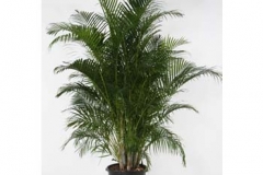interior-plant-4