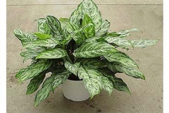 interior-plant-7