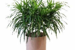 interior-plant-9