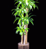 low-light-corn-plant