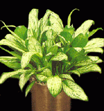 silver-queen-low-light-plant
