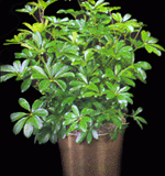 dwarf-schefflera-medium-light-plant