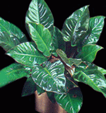 emerald-gem-medium-light-plant