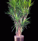 exoctic-marginata-medium-light-plant