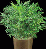 neanthe-bella-palm-medium-light-plant