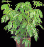 schefflera-amate-medium-light-plant